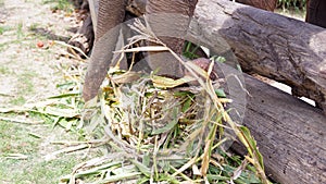 Group of adult elephants feeding sugar cane and bamboo in Elephant Care Sanctuary, Mae Tang, Chiang Mai province, Thailand