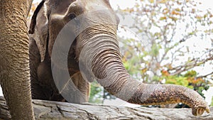 Group of adult elephants feeding sugar cane and bamboo in Elephant Care Sanctuary, Mae Tang, Chiang Mai province, Thailand