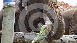 Group of adult elephants feeding sugar cane and bamboo in Elephant Care Sanctuary, Mae Tang, Chiang Mai province, Thailand