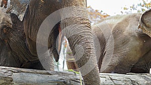 Group of adult elephants feeding sugar cane and bamboo in Elephant Care Sanctuary, Mae Tang, Chiang Mai province, Thailand