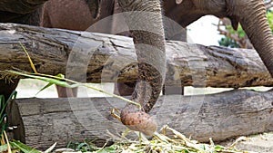 Group of adult elephants feeding sugar cane and bamboo in Elephant Care Sanctuary, Mae Tang, Chiang Mai province, Thailand