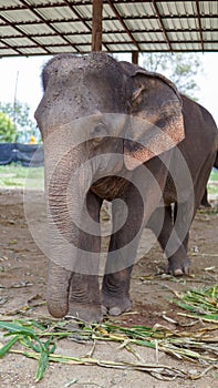 Group of adult elephants feeding sugar cane and bamboo in Elephant Care Sanctuary, Mae Tang, Chiang Mai province, Thailand