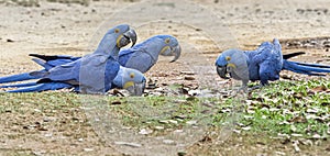 Group Of Adult Hyacinth Macaw