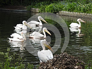 Group of adult pelicans are floating on river.