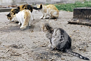 Group of adults homeless cats eats on the street. From the side,  a small, weak cat, with sick eyes,  watching them eat