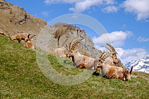 Group of adults Ibex lying on the grass with long horns in a summer sunny day. Gran Paradiso national park fauna, Italy