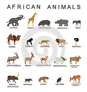 Group of African animals collection vector illustration isolated on white background.
