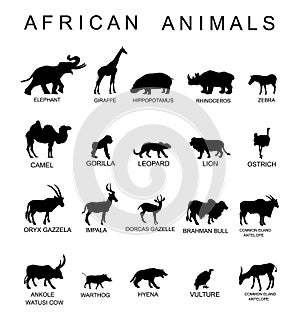 Group of African animals collection vector silhouette illustration isolated on white background. Big animals set poster. Elephant.