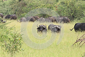 Group of african buffalo in the green bush of botswana