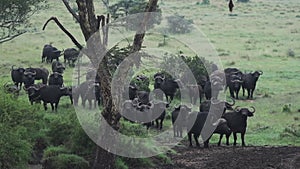 A Group Of African Buffalo Resting near The Tree In The Wide Field Of El Karama Lodge In Kenya. -wi