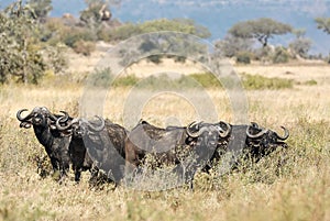 Group of African buffaloes Syncerus caffer