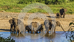 Group of african bush elephants in the riverbank, Kruger National park