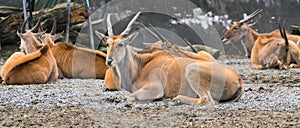 Groupe of common southern eland antelope or taurotragus oryx