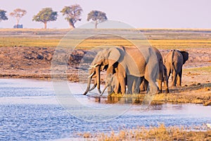 Group of African Elephants drinking water from Chobe River at sunset. Wildlife Safari and boat cruise in the Chobe National Park,