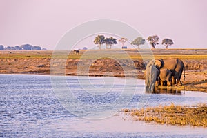 Group of African Elephants drinking water from Chobe River at sunset. Wildlife Safari and boat cruise in the Chobe National Park,
