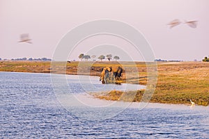 Group of African Elephants drinking water from Chobe River at sunset. Wildlife Safari and boat cruise in the Chobe National Park,