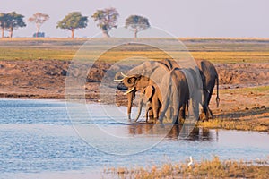 Group of African Elephants drinking water from Chobe River at sunset. Wildlife Safari and boat cruise in the Chobe National Park,