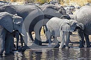 African elephants loxodonta africana in the Etosha National Park