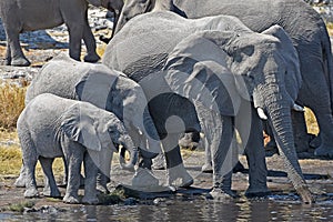 African elephants loxodonta africana in the Etosha National Park