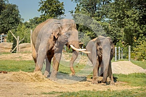 Group of African elephants. Mum mother with baby elephant calf walk on green field