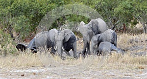 Group of African elephants in the savanna taking a mud bath.