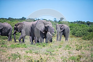 Group of African elephants walking through a grassy savanna.