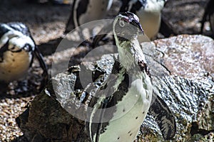 Group of African penguins