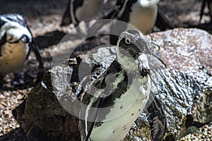 Group of African penguins