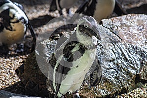 Group of African penguins