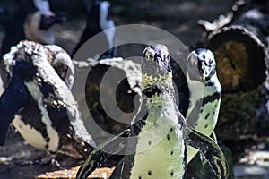 Group of African penguins