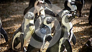 Group of African penguins