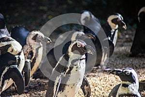 Group of African penguins