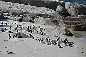 A group of african penguins, also known as Cape penguins on Boulders beach in Cape Town, South Africa