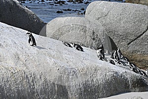 A group of african penguins, also known as Cape penguins on Boulders beach in Cape Town, South Africa