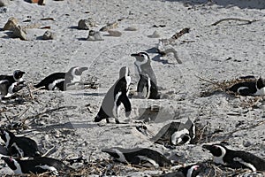 A group of african penguins, also known as Cape penguins on Boulders beach in Cape Town, South Africa