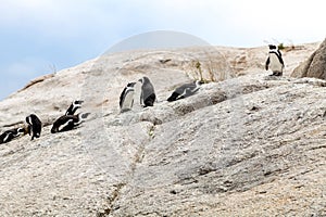 Group of African penguins interacting with each other on the rocks at Boulders Beach in Cape Town, South Africa.