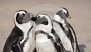 Group of African penguins on the sand at Boulders Beach in Cape Town, South Africa.