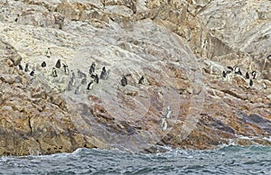 Group of African penguins on a slippery slope of St Croix Island