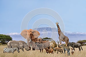 Group of African safari animals stand together in savanna with background of Kilimanjaro in wildlife conservation concept