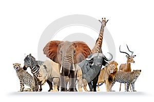 Group of African safari animals together