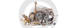 Safari Animals Together Isolated Banner