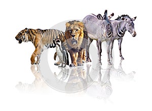 Group of African Safari animals walking together. It is isolated on the white background. It reflects their image. There are