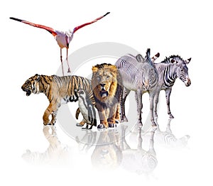 Group of African Safari animals walking together. It is isolated on the white background. It reflects their image. There are