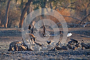 Group of african scavengers. A Spotted Hyenas, Crocuta crocuta on a rocky plain lit by the morning sun feeds and sitting on an