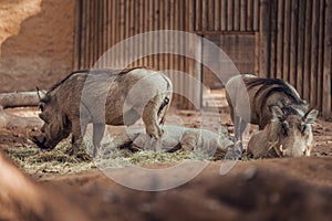 Group of African warthogs
