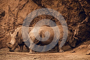 Group of african white rhinos