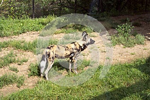 Group of African wild dogs (Lycaon pictus), highly endangered species of Africa in London Zoo