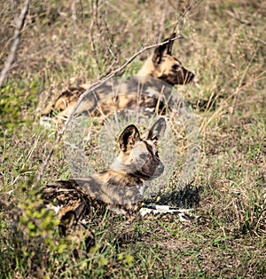 Group of African Wild Dogs (Lycaon Pictus) in Kruger National Park