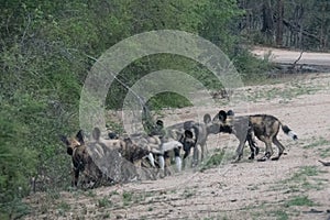 A group of african wild dogs or african painted dogs in the wild.  Location: Kruger National Park, South Africa