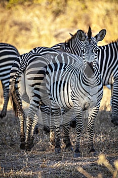 group of African zebras